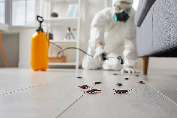 Commercial Rodent Management in Imlay City